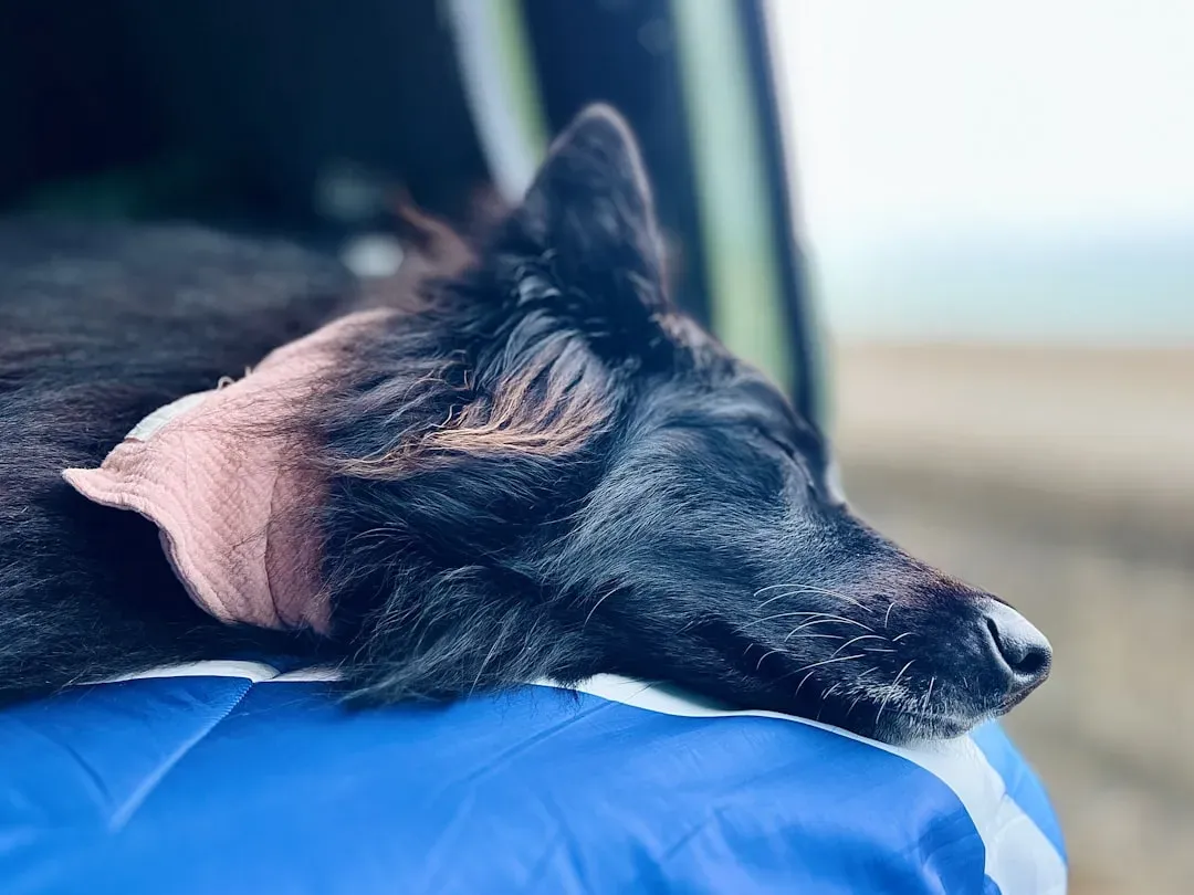 #10 Dry Winter Air Causing Irritation and Secondary Issues (Image Credits: Unsplash)