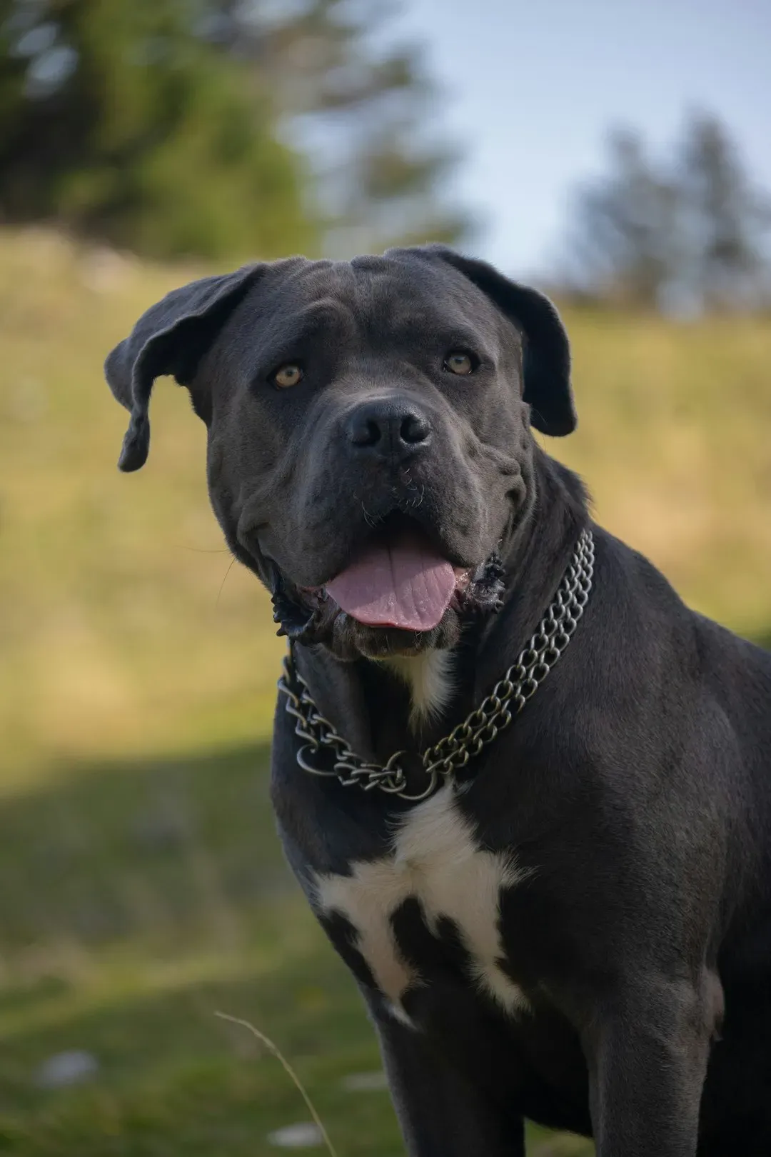 Mastiff (Image Credits: Unsplash)