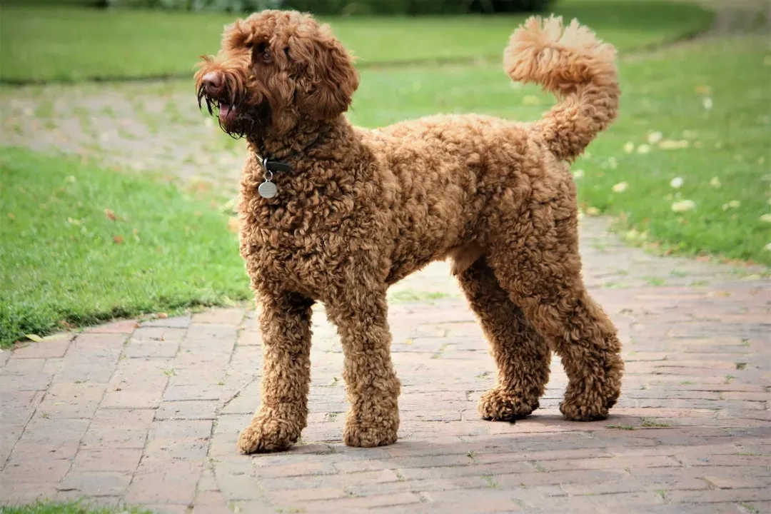 #17 - "Doodle" Types: Popular Before They Were Even Properly Defined (Image Credits: Unsplash)
