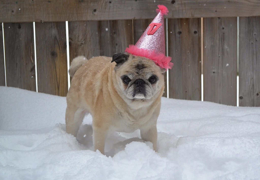 Pug: The Couch Companion for Hot Days (Image Credits: Flickr)