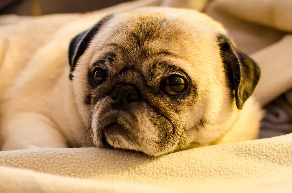 The Pug: Playful Yet Low Key (Image Credits: Flickr)