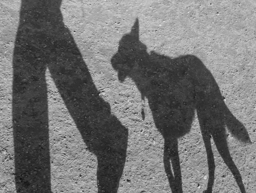 The Shadow Effect: Following You Like a Devoted Companion (Image Credits: Unsplash)