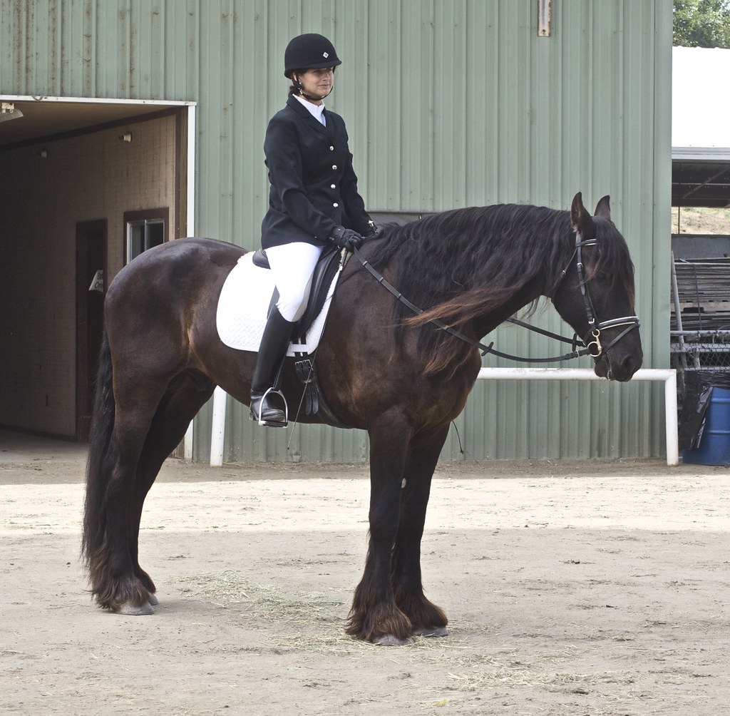 Their Manes Are Pure Magic (Image Credits: Flickr)