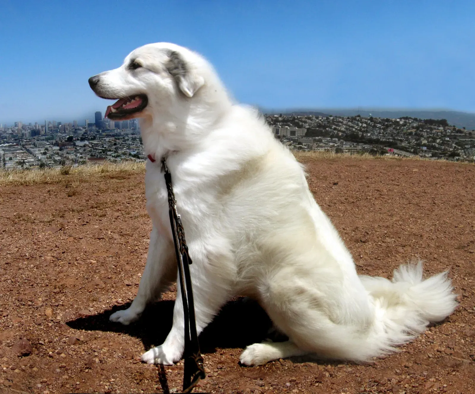 Great Pyrenees: Gentle Guardians for the Quiet, Home-Loving Earth Sign (Flickr here, CC BY-SA 2.0)