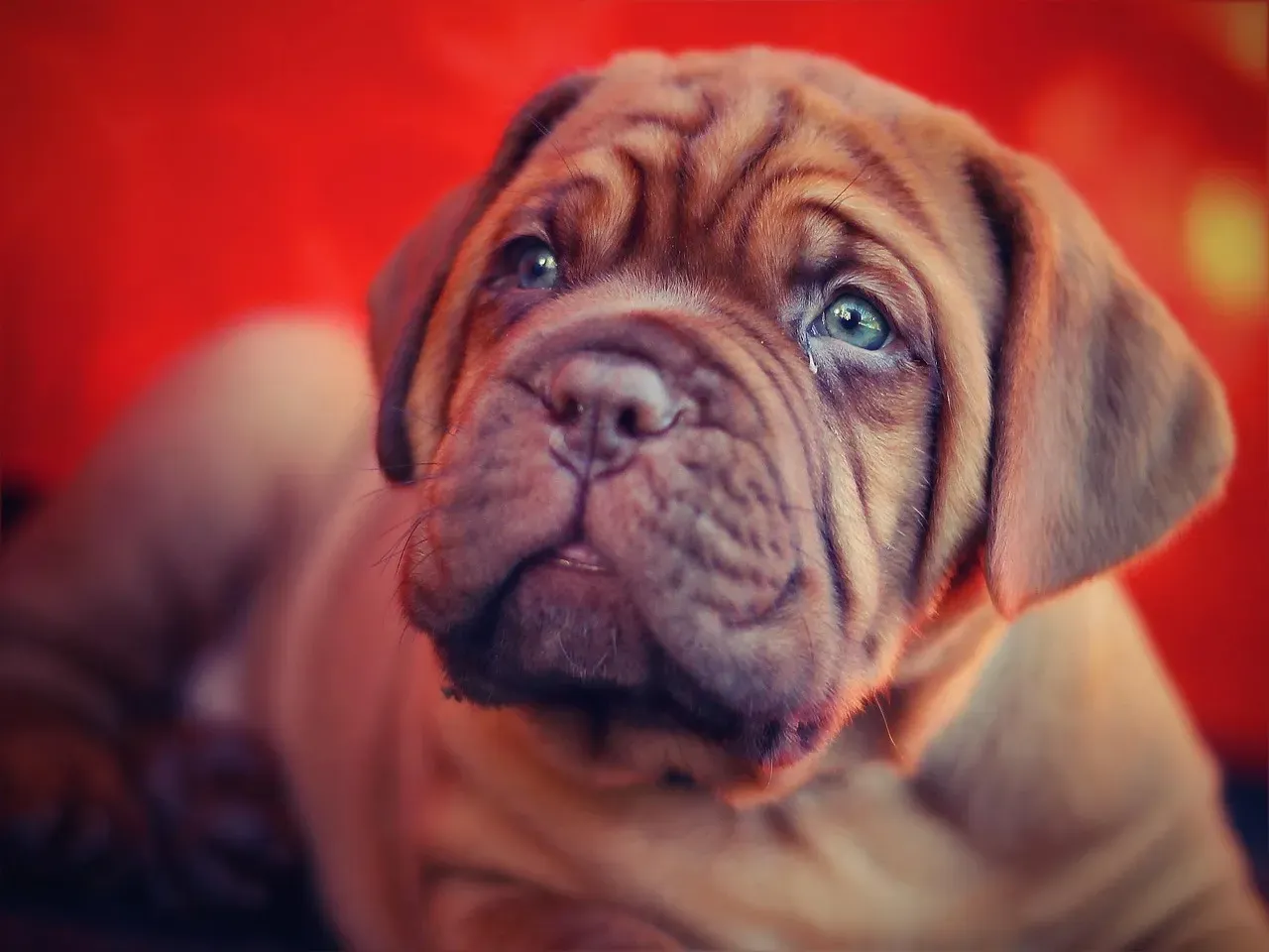 Mastiff (Image Credits: Pixabay)