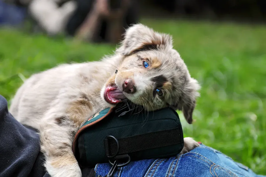 5. Australian Shepherd: The Workaholic Wrecker (Image Credits: Flickr)