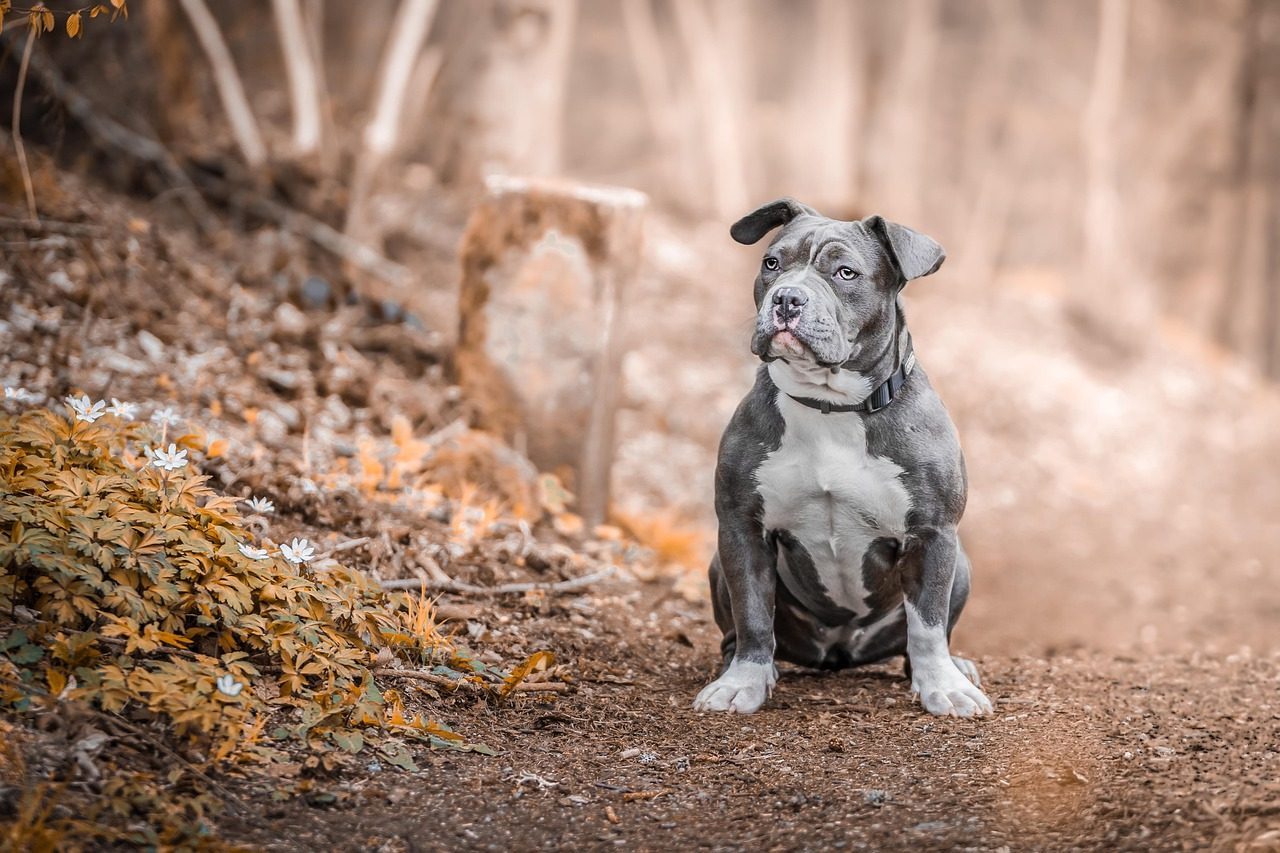 13. Staffordshire Bull Terrier (Image Credits: Pixabay)