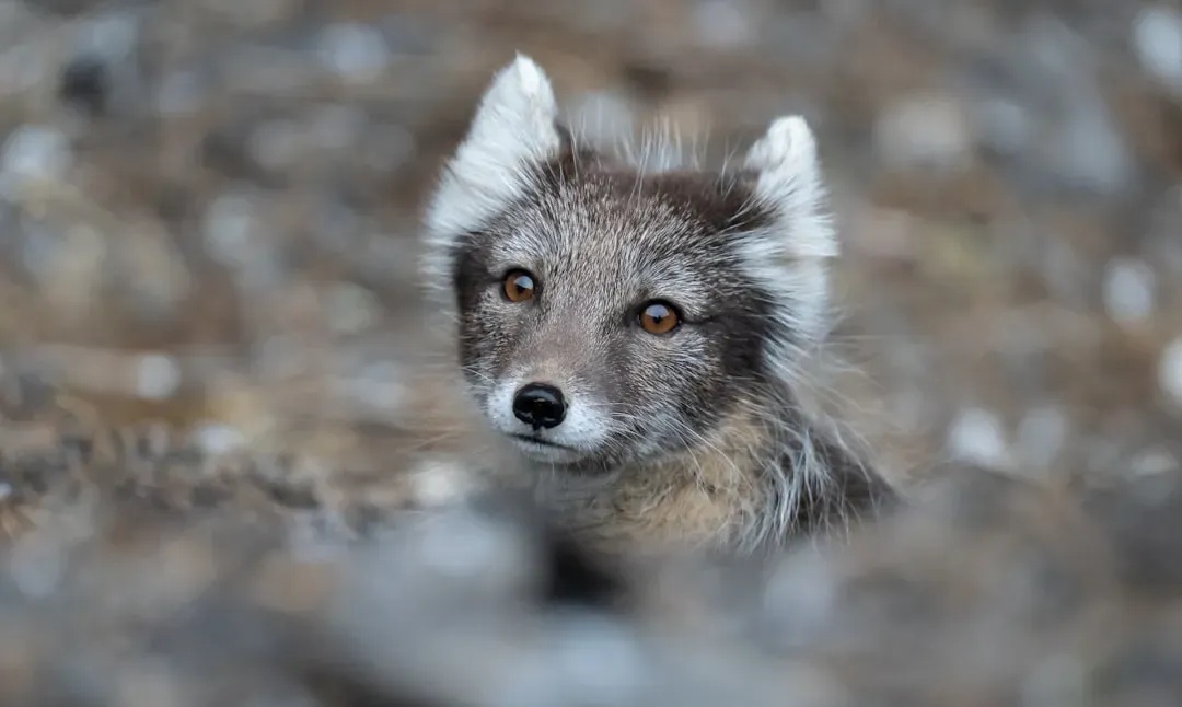 They're Omnivores With Flexible Diets (Image Credits: Unsplash)