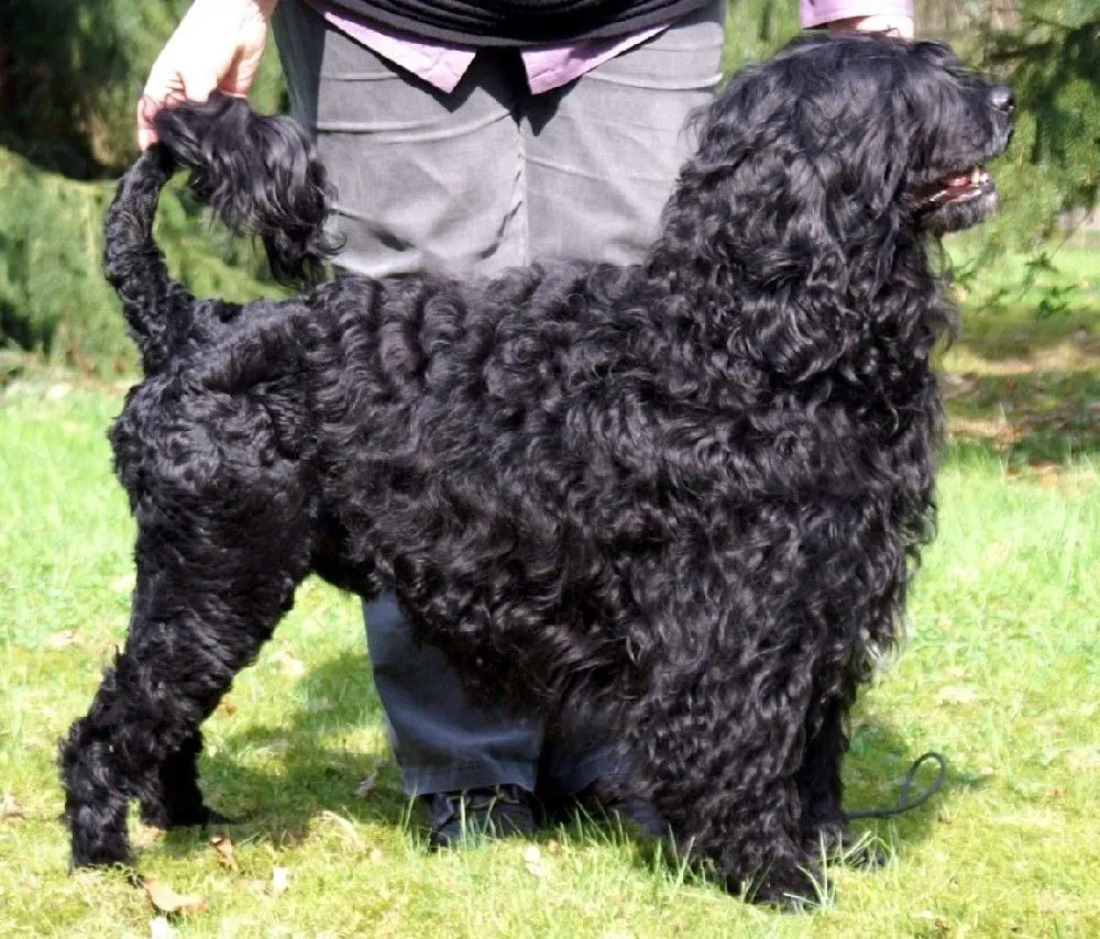 9. Portuguese Water Dog: The Active Senior's Dream (Image Credits: Wikimedia)