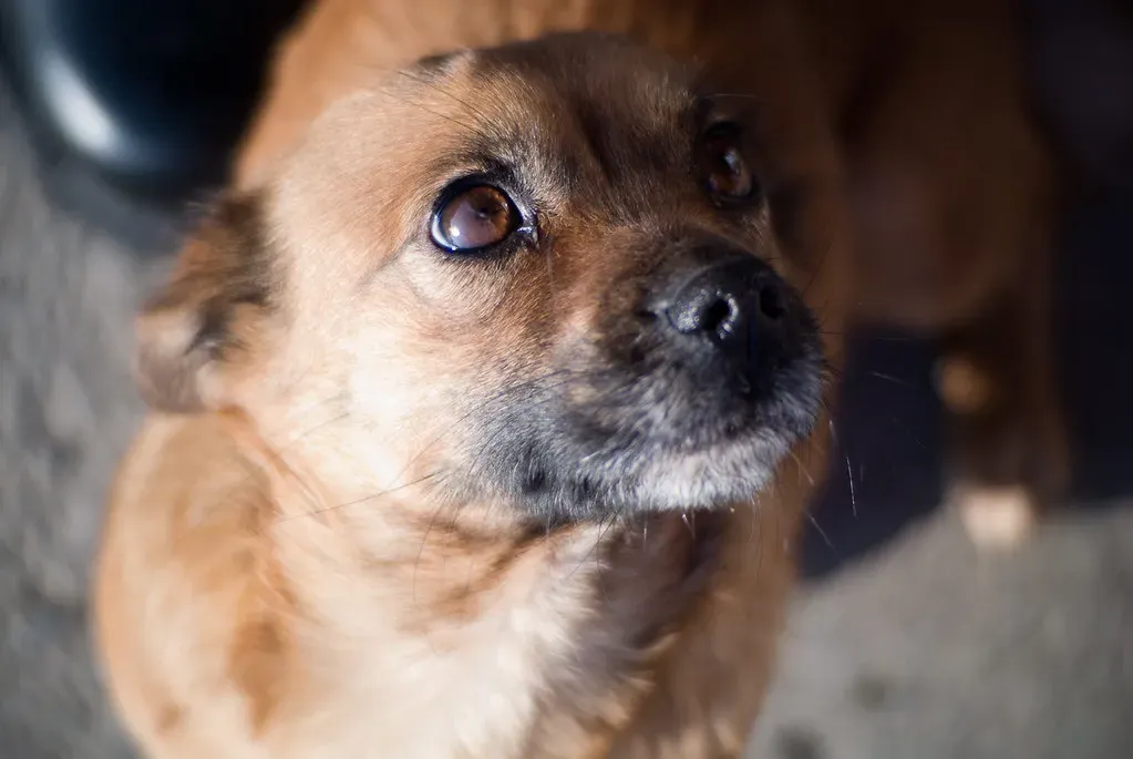 4. They Look to You First When Something Scary Happens (Ivan Radic, Flickr, CC BY 2.0)