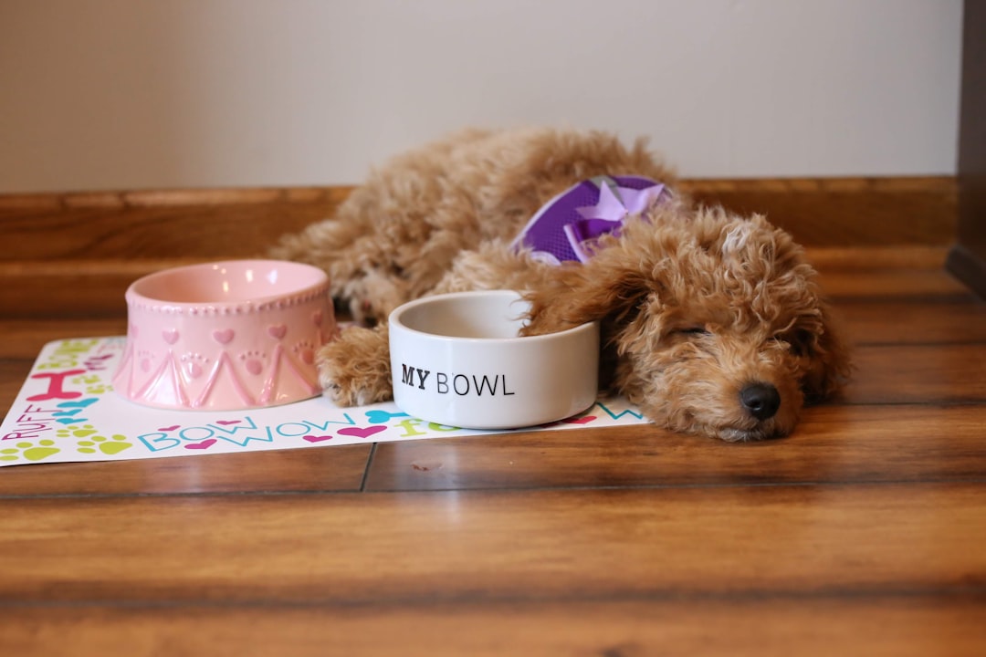Goldendoodle - The Best of Both Worlds (Image Credits: Unsplash)
