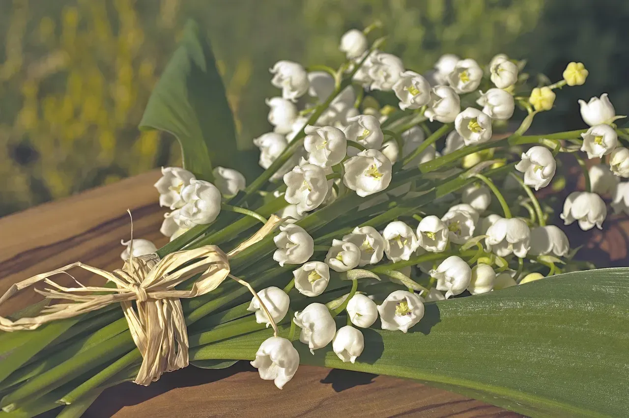 6. Lily of the Valley: Small Plant, Serious Threat (Image Credits: Pixabay)