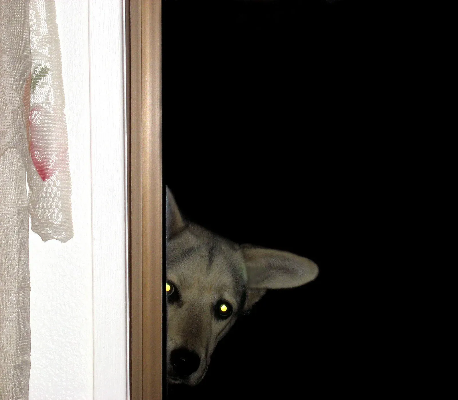 2. Avoidance or Hiding (Dog Peeper, CC BY 2.0)
