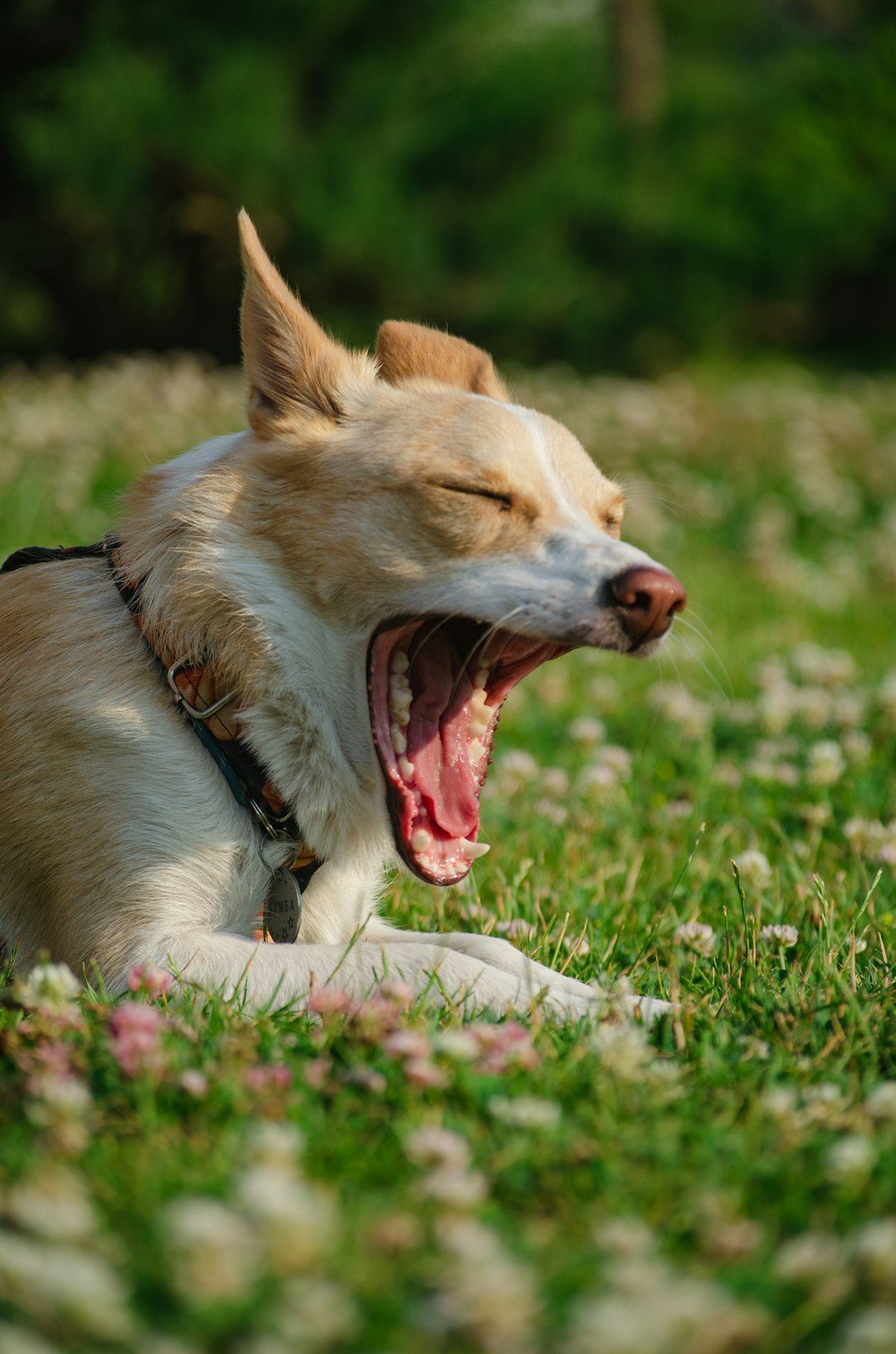 Stress Signals: The Subtle SOS (Image Credits: Unsplash)