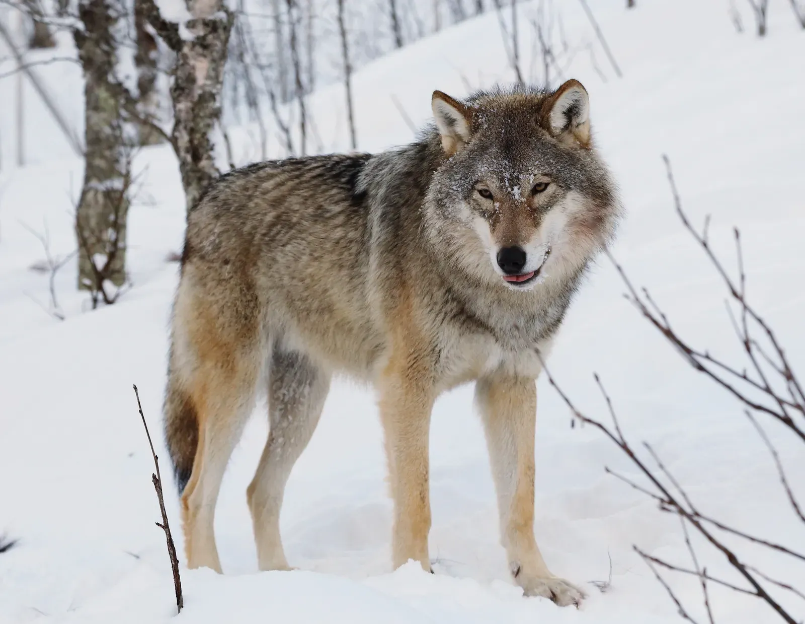 Boundaries, Instinct, and How You Protect What Matters (By User:Mas3cf, CC BY-SA 4.0)