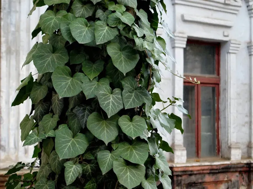 10. English Ivy: The Climbing Classic That Climbs Into Danger (Image Credits: Pexels)