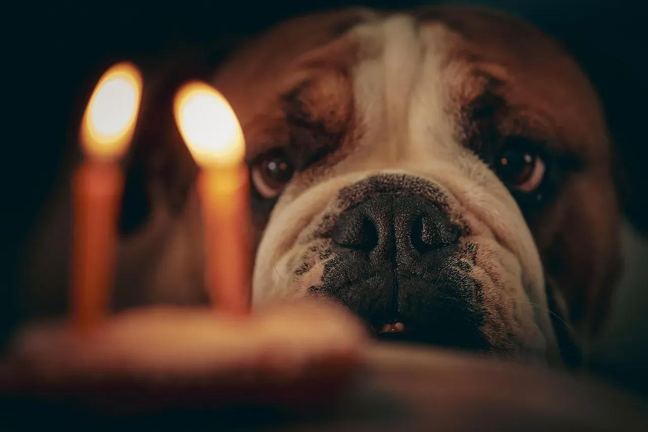 So, Which Signs Really Throw the Better Dog Parties? (Image Credits: Pixabay)