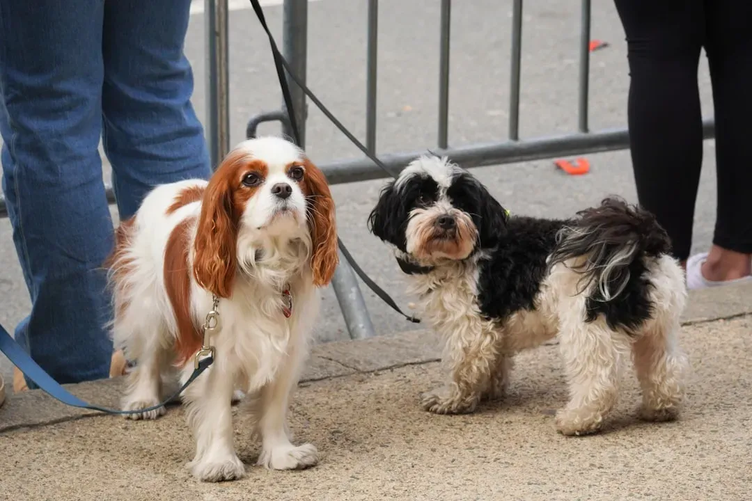 Cavalier King Charles Spaniel: The Gentle Playful Companion (Image Credits: Unsplash)
