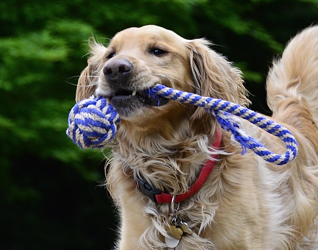 Sociable Golden Retrievers Share Your People-Loving Nature (Image Credits: Flickr)