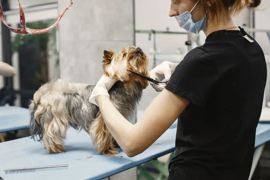 Yorkshire Terrier (Image Credits: Pexels)