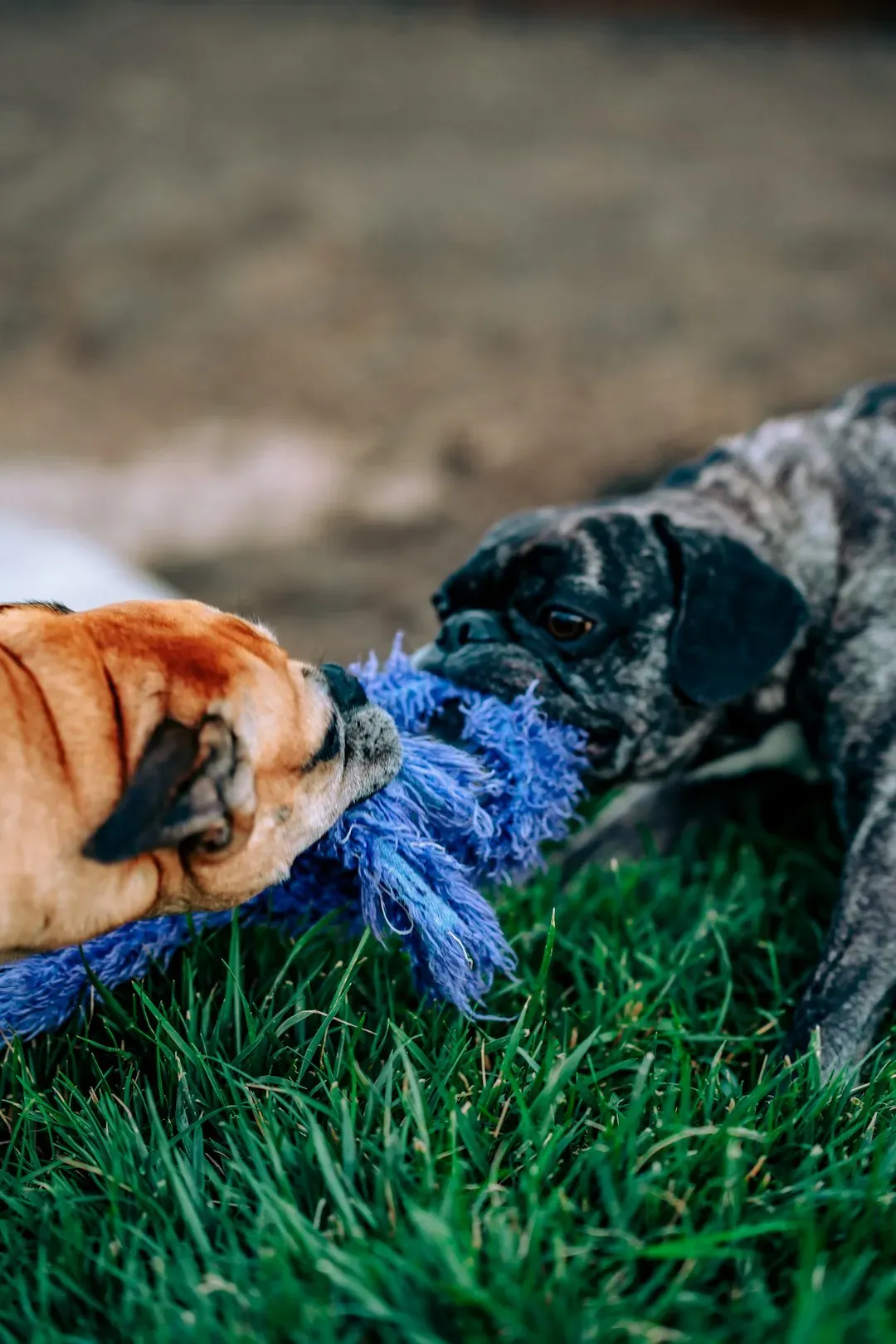 Switching From Biting Skin to Biting Toys During Excitement (Image Credits: Unsplash)