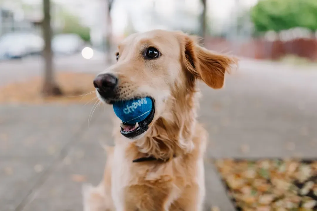 The Fetch-and-Chase Dog: Built for Speed, Wired for Joy (Image Credits: Unsplash)