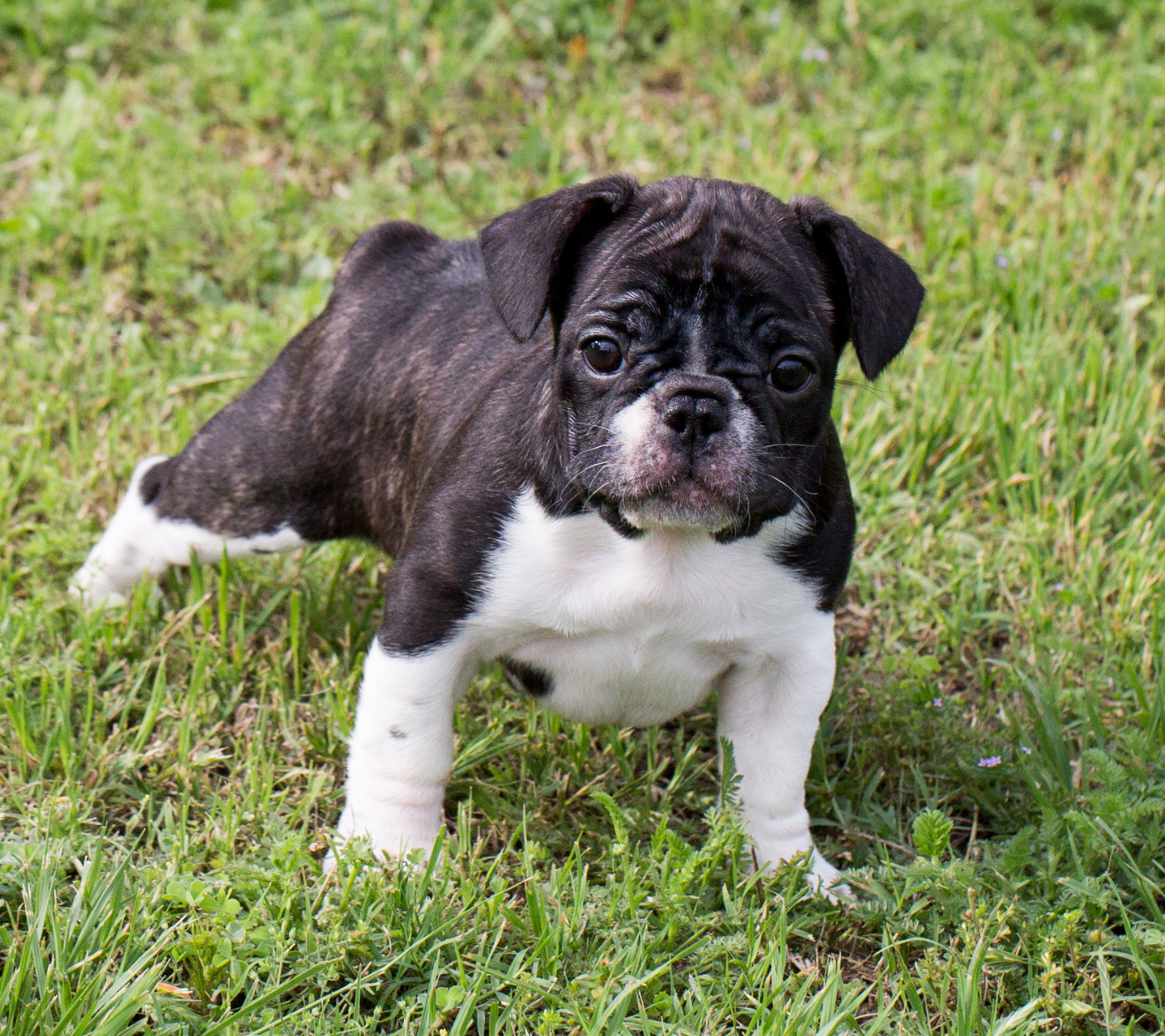 7. French Bulldog (Image Credits: Wikimedia)