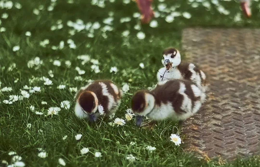 Spring Puppies: March, April, May (Image Credits: Unsplash)