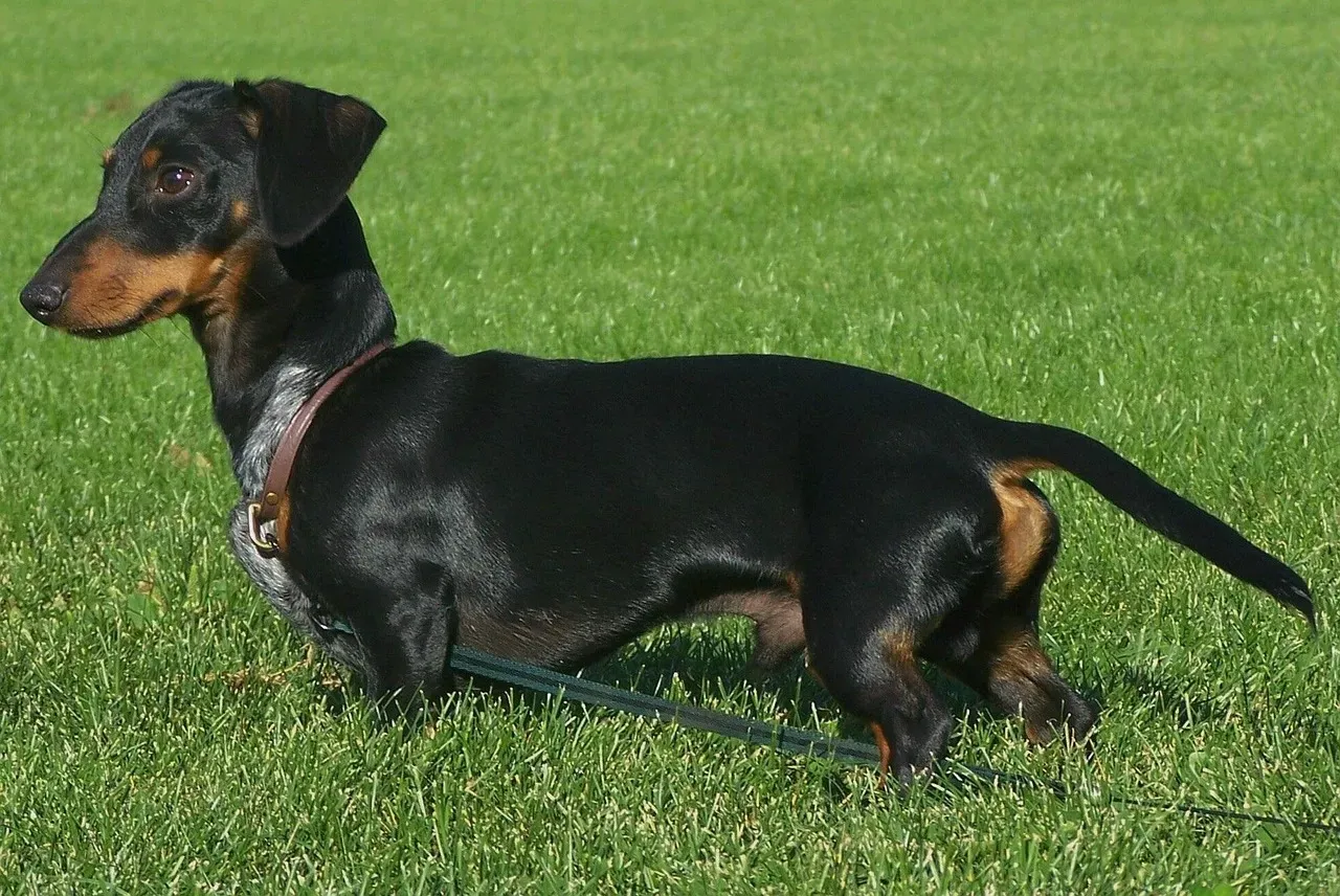 Dachshund: The Determined Digger (Image Credits: Pixabay)