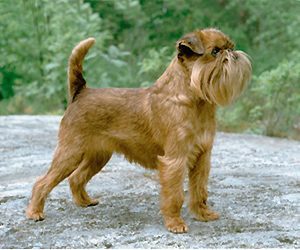Brussels Griffon: The Ultimate Velcro Pup (Image Credits: Wikimedia)