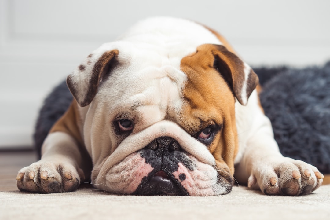English Bulldog: The Professional Napper (Image Credits: Unsplash)