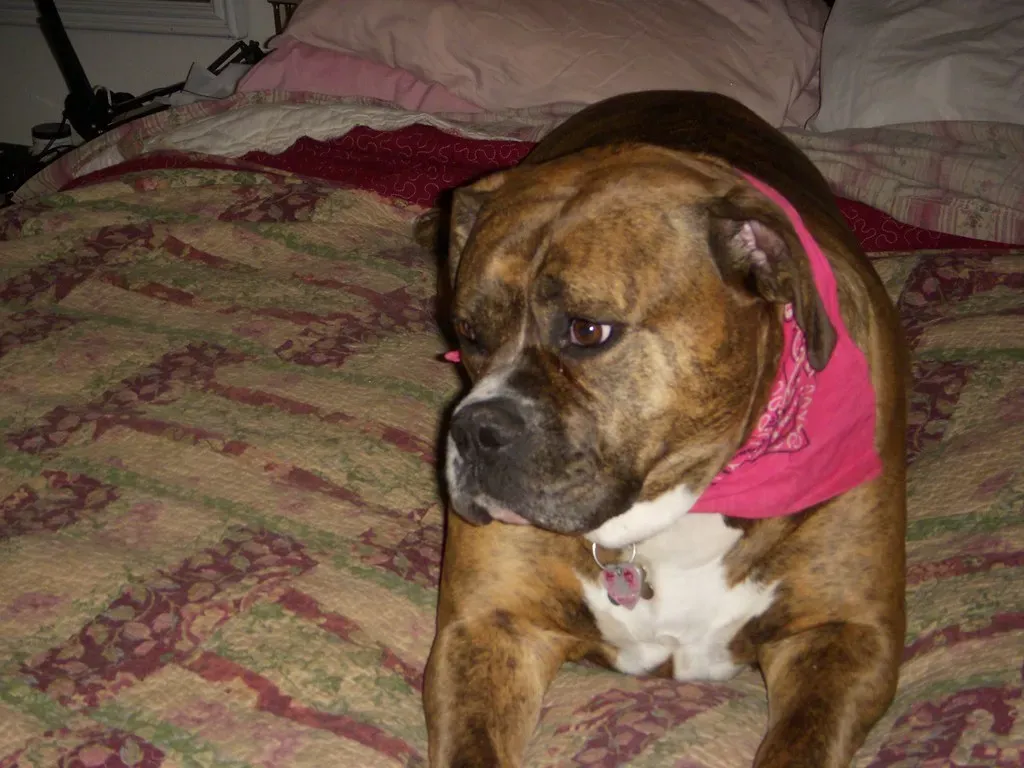 7. Leaving Them Alone Too Often or for Too Long (daisyelaine, Flickr, CC BY 2.0)