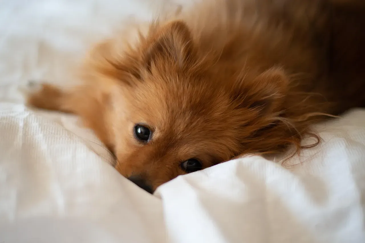 #14 - Waking You Up at Your Old Alarm Time (Image Credits: Pixabay)