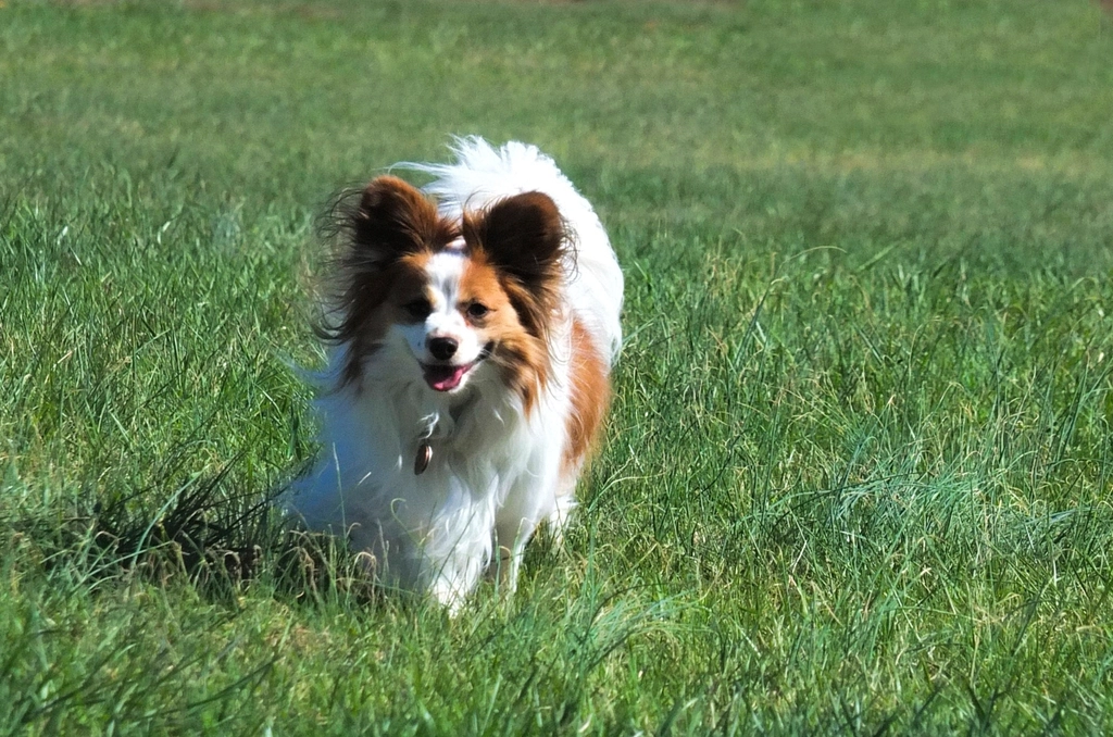 Papillon: The Butterfly With Brains (Image Credits: Rawpixel)