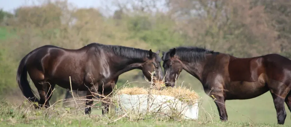 Support Their Gut Health to Support Their Mood (Image Credits: Flickr)