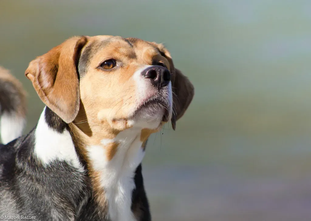 3. Play the Nose Work 