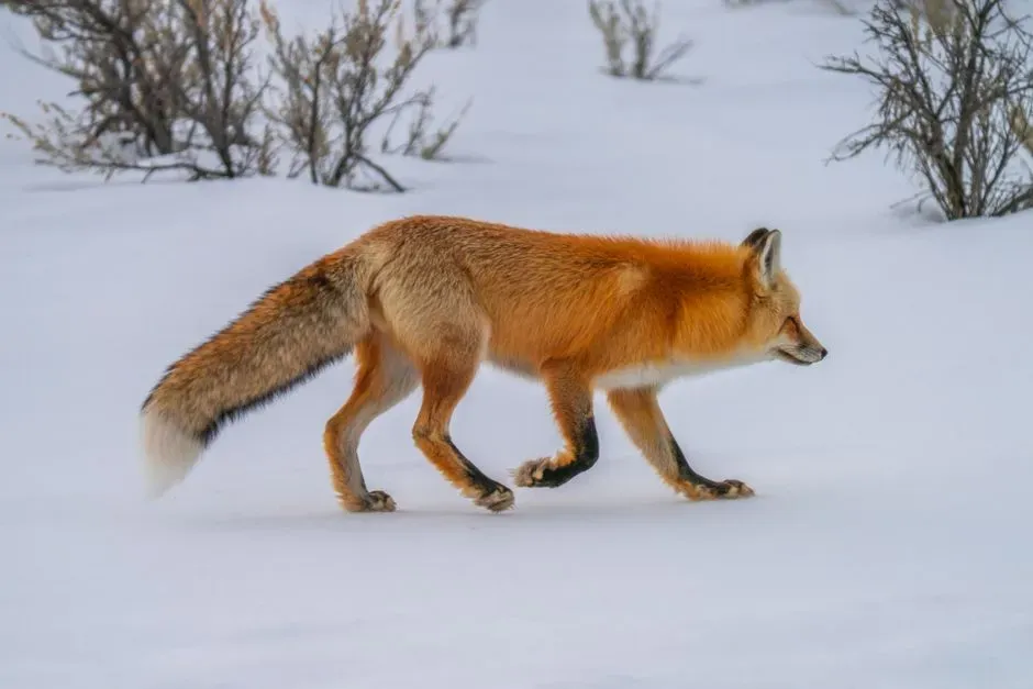 3. Their Hearing Is So Sharp They Can Hunt Under the Snow (Image Credits: Pexels)