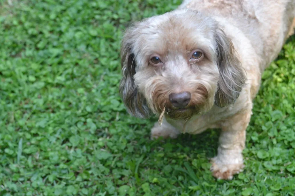 Dogs Don't Actually Feel Guilt (Image Credits: Flickr)