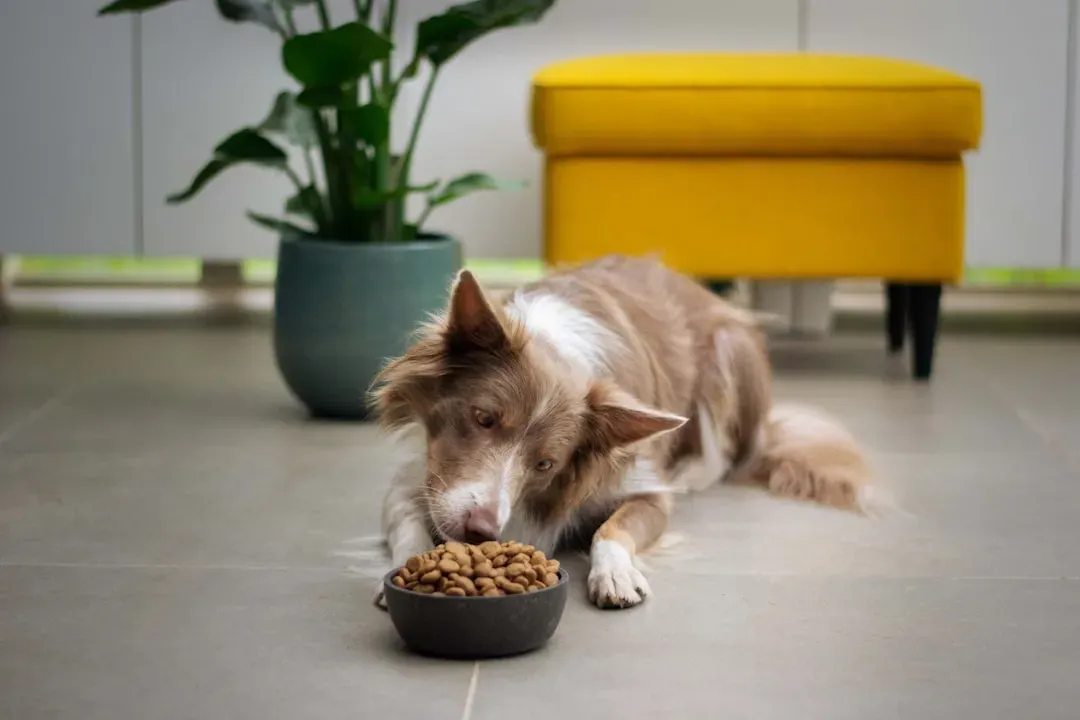 Mealtime Routines (Image Credits: Unsplash)