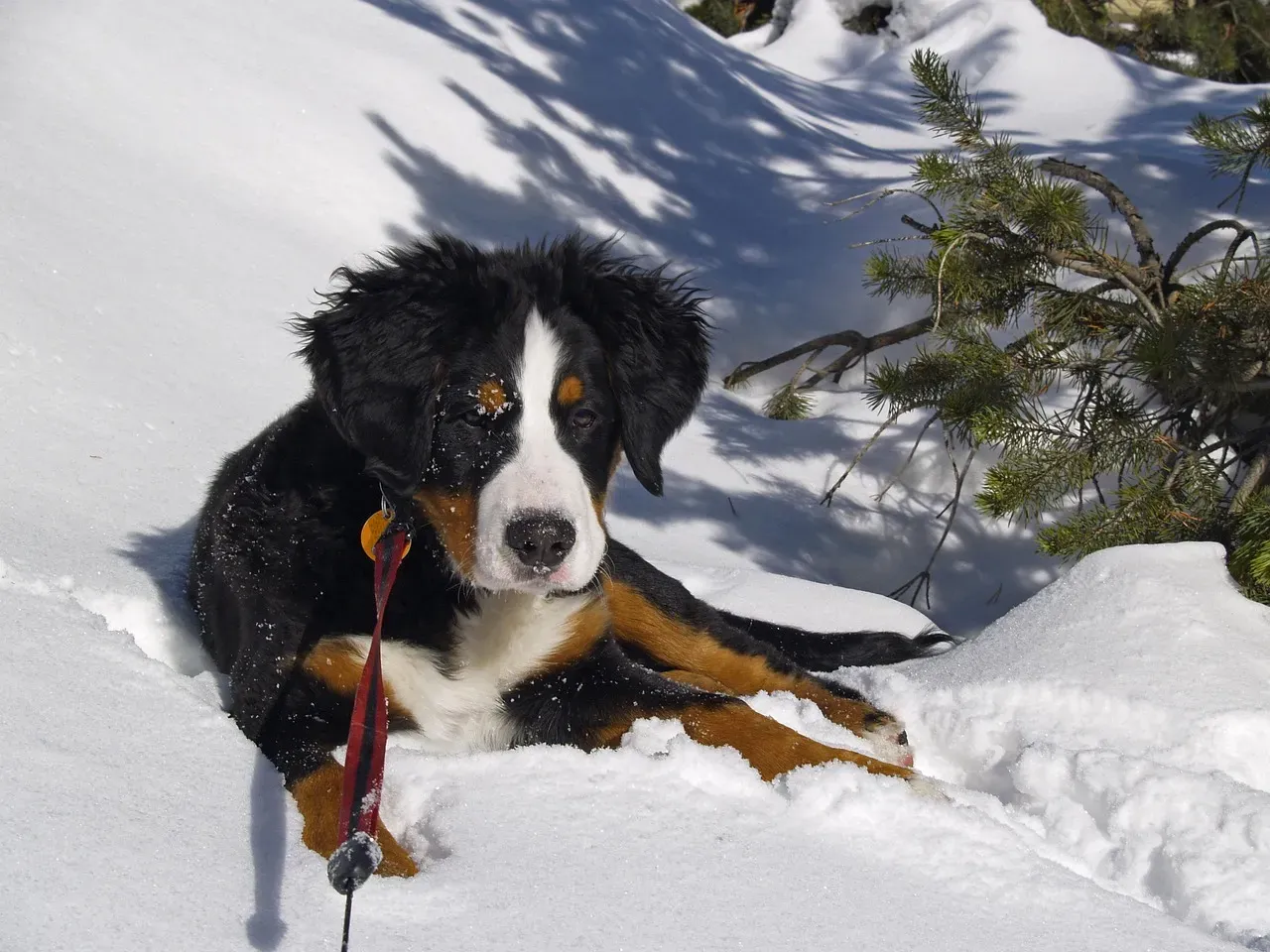 Bernese Mountain Dog: The Swiss Workhorse (Image Credits: Pixabay)