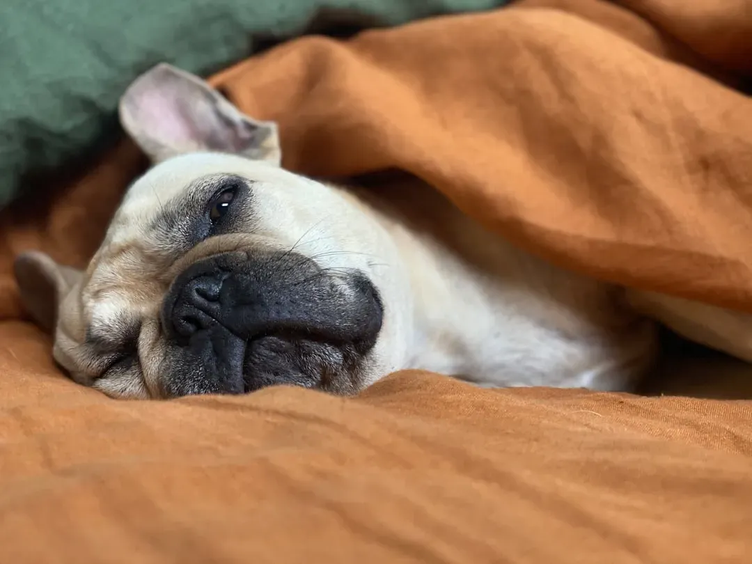 Opinionated Conclusion: Your Dog’s Behavior Is Honest Feedback, Not Betrayal (Image Credits: Unsplash)