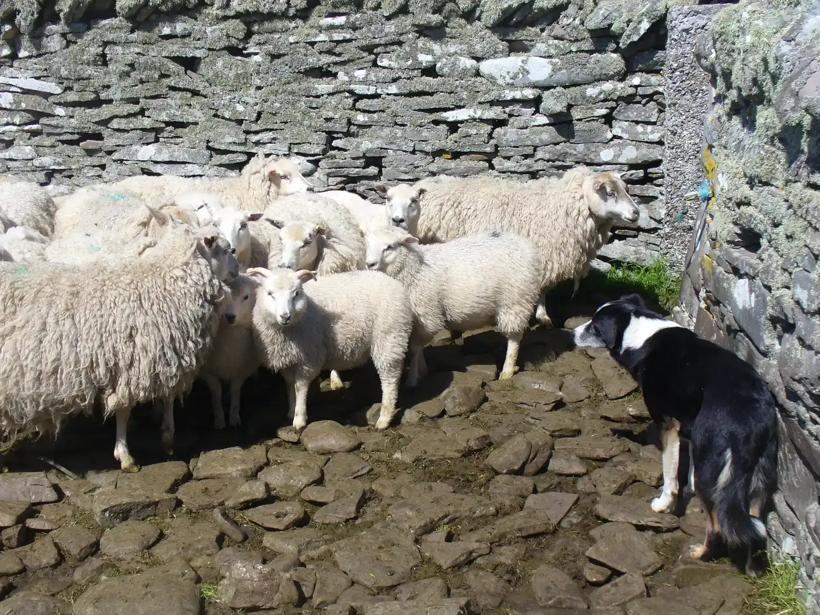 #11 - Working With Other Dogs Instead of Competing With Them (Geograph Britain and Ireland, CC BY-SA 2.0)