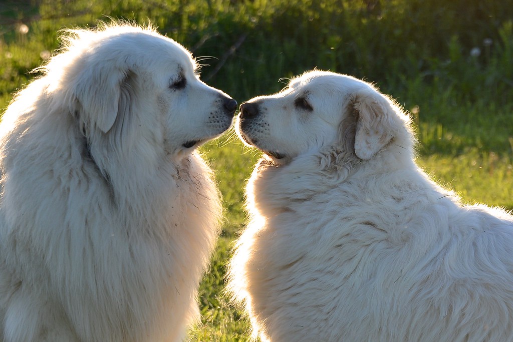 Great Pyrenees: The Mountain Philosopher (Image Credits: Flickr)