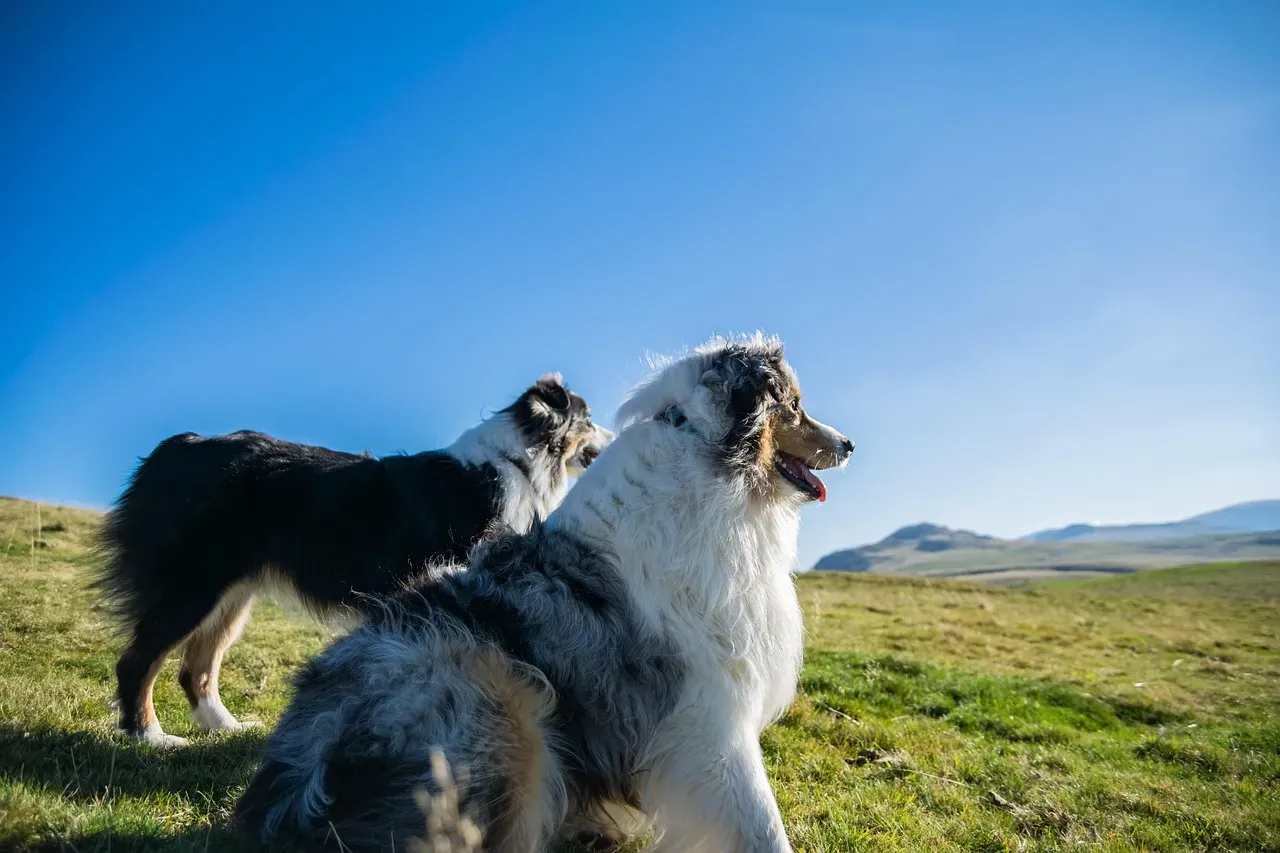 4. Australian Shepherd: The Energetic Mountain Partner (Image Credits: Pixabay)