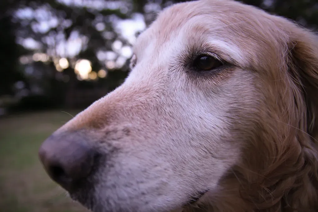 The Nose That Makes It Possible: Why Dogs Are Scent Superheroes (Poweredrodrigo, Flickr, CC BY 2.0)