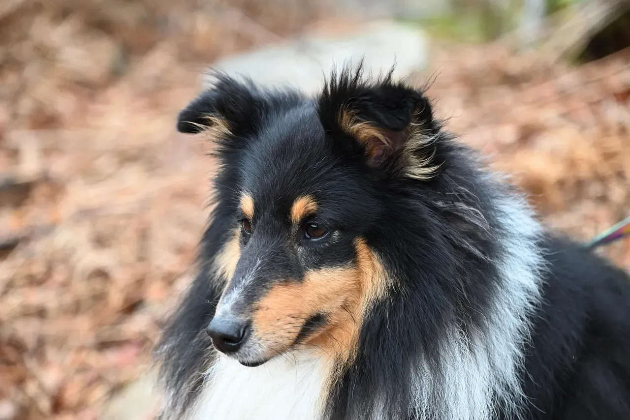 Breeds Experts Flag for Families (Image Credits: Pixabay)