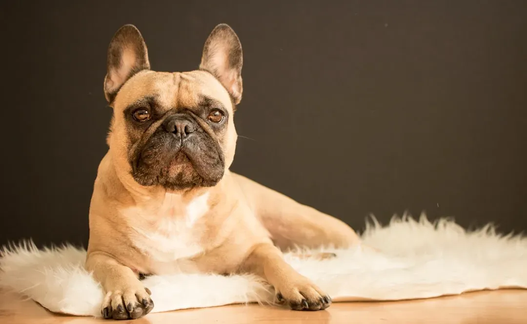 French Bulldog (Image Credits: Unsplash)