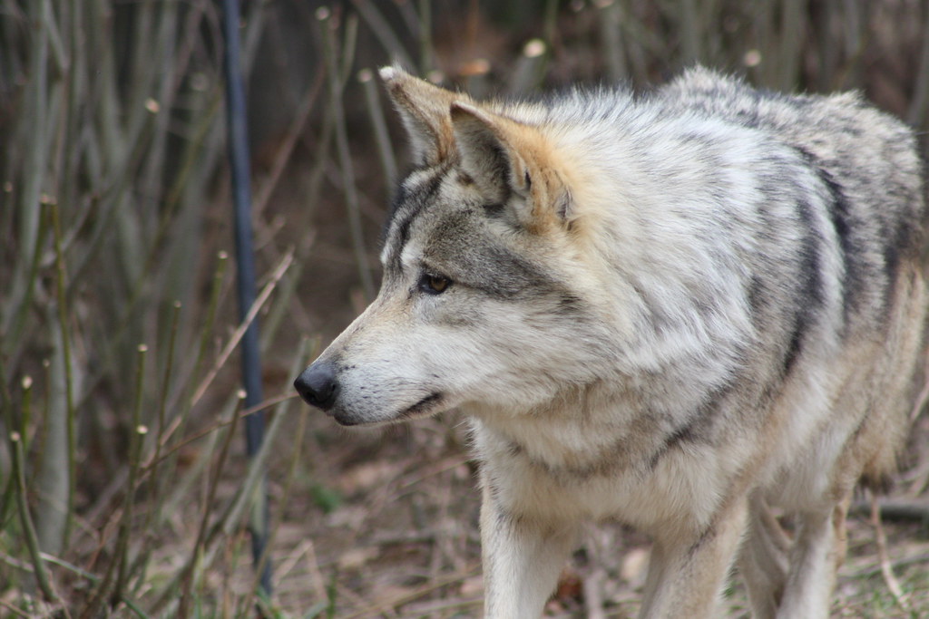 Aquarius - The Visionary Wolf (Image Credits: Flickr)