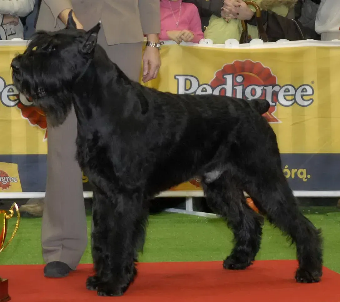 11. Giant Schnauzer: The Brainy Powerhouse You Didn't See Coming (Image Credits: Wikimedia)