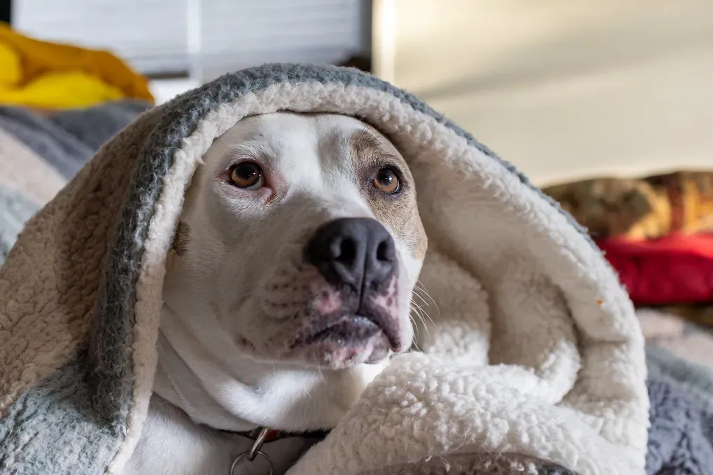 Staffordshire Bull Terrier (Image Credits: Flickr)